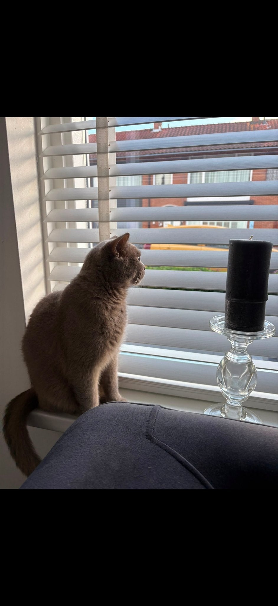 Britse korthaar, Dieren en Toebehoren, Katten en Kittens | Overige Katten, Poes