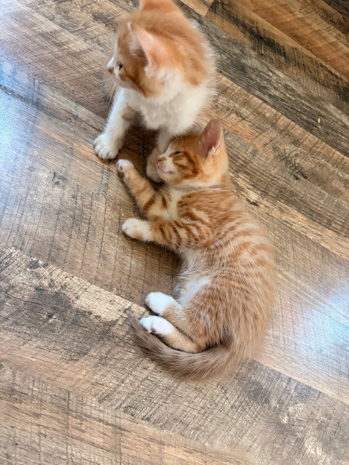 Kittens, lapjes poes en rode cyperse kater, Dieren en Toebehoren, Meerdere dieren