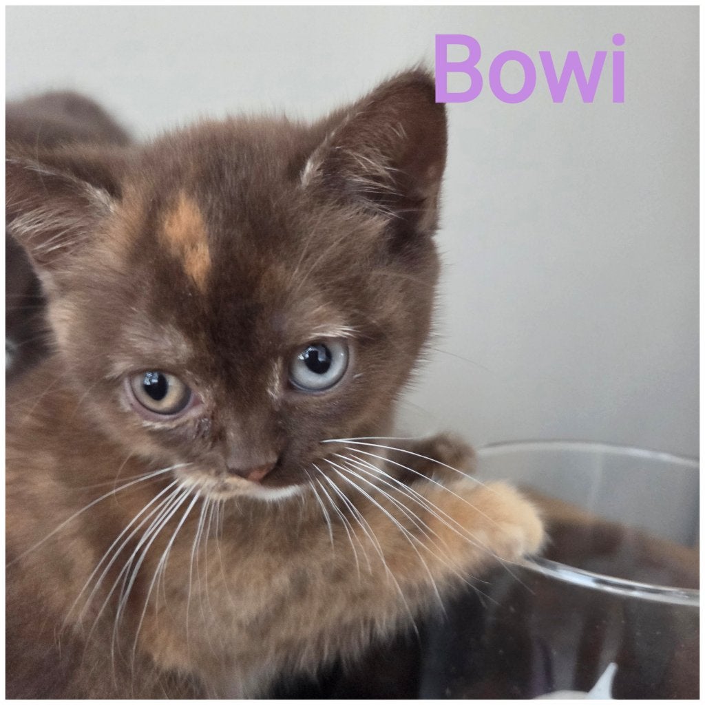 Twee mooie Britse korthaar kitten meisjes met stamboom., Poes, Met stamboom, 0 tot 2 jaar