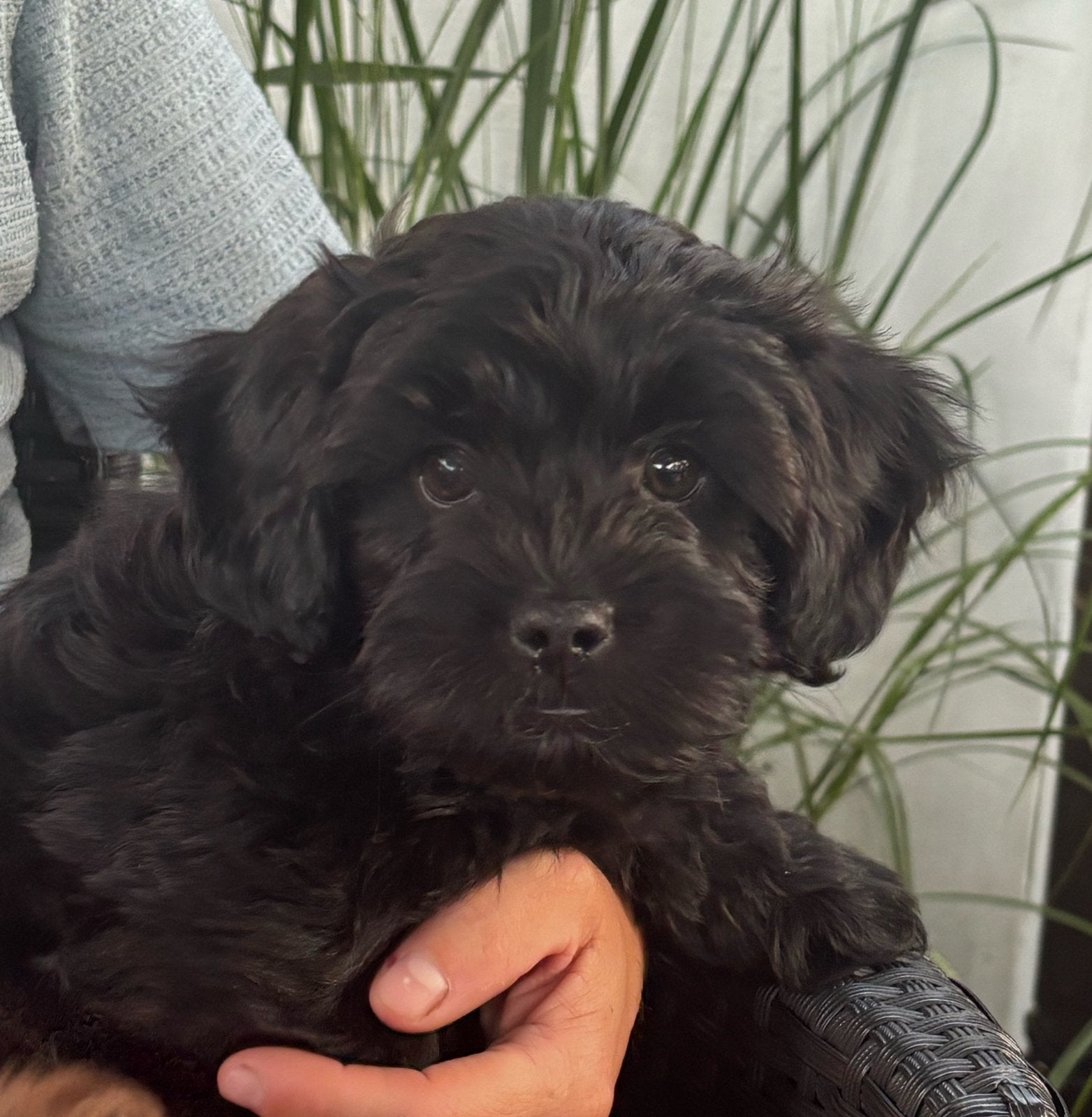 Lhasa apso / toypoedel pups, Reu, 8 tot 15 weken, Parvo, Meerdere