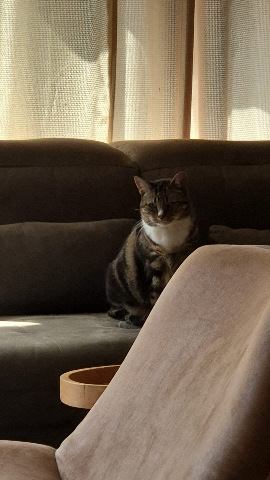 Lieve poes, Poes