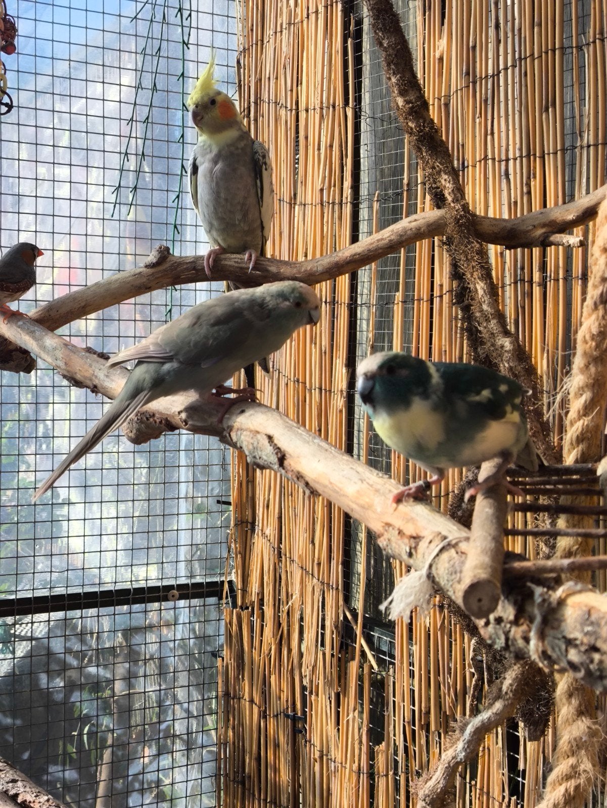 2 Kikari's, Dieren en Toebehoren, Meerdere dieren