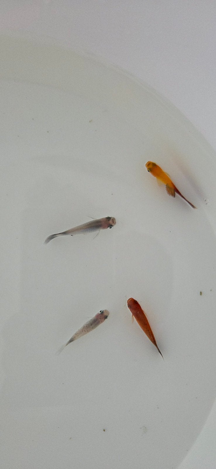 4 sterke platy's opzoek naar een nieuw huisje, Vis