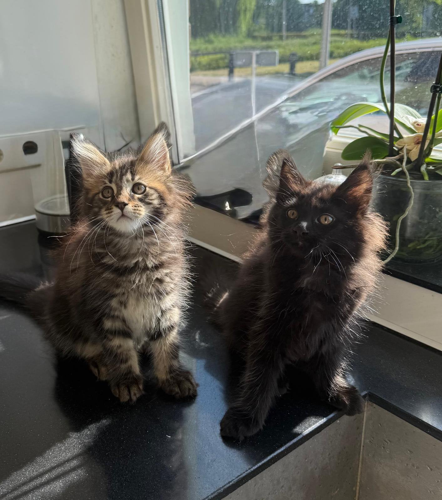 Superlieve Maine Coon-kittens., Meerdere dieren, Langharig