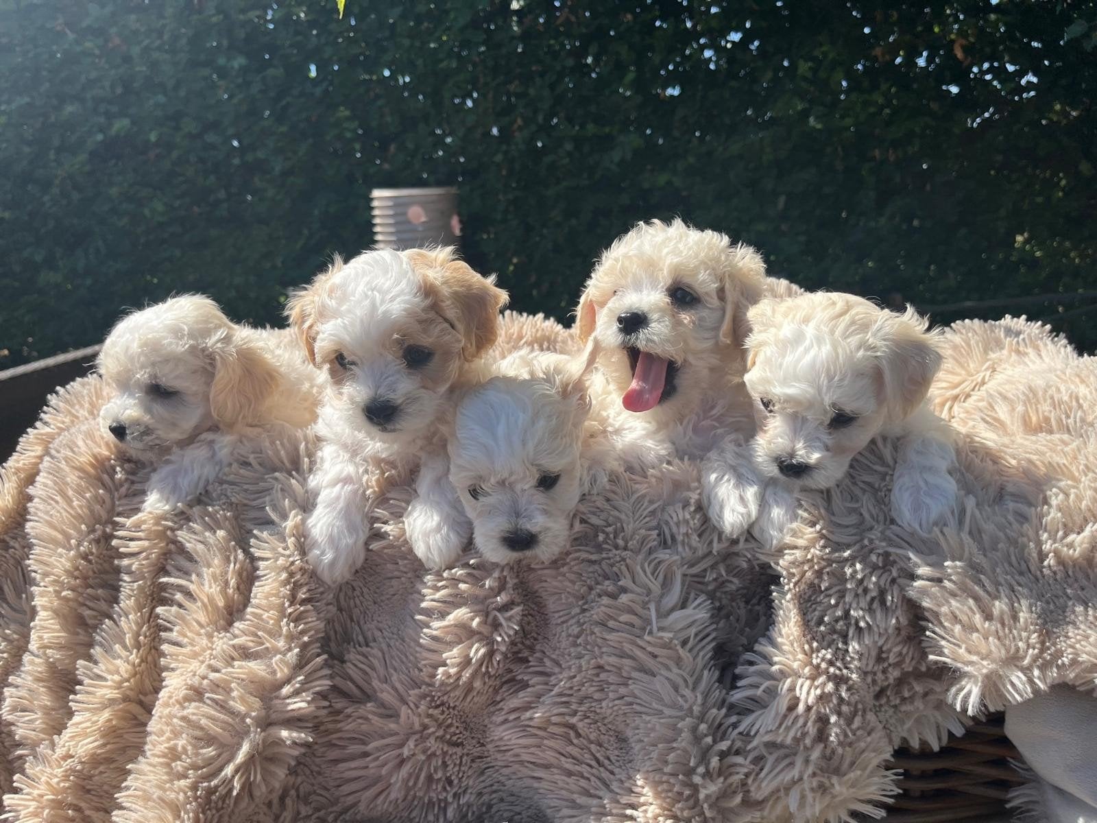 te koop maltipoo pups, Overige rassen, Meerdere, Meerdere dieren, Nederland