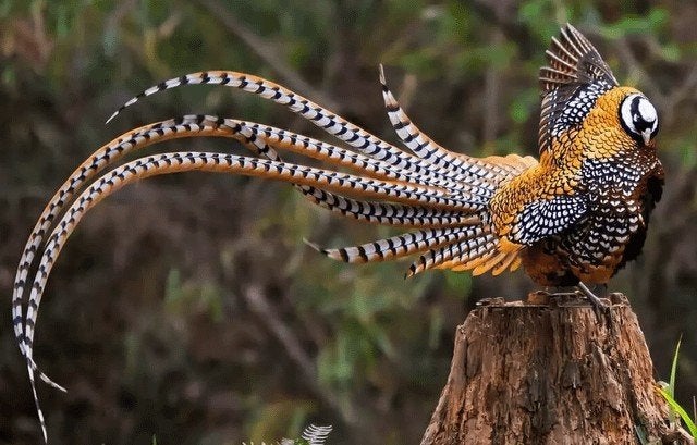 Gezocht veren van de koningsfazant en Lady amherst fazant, Meerdere dieren, Overige soorten