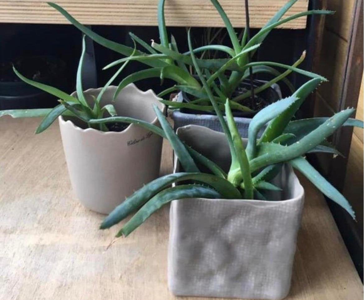 Mooie Celine de Lijs Bloempotten Diverse Maten, Tuin en Terras, Ophalen, Binnen, Zo goed als nieuw, Overige vormen