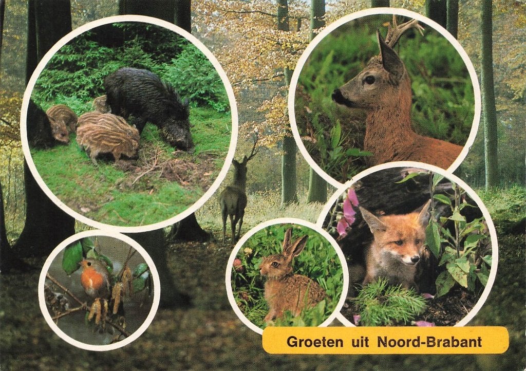 Groeten uit Noord-Brabant, Ophalen of Verzenden, 1960 tot 1980, Gelopen, Noord-Brabant