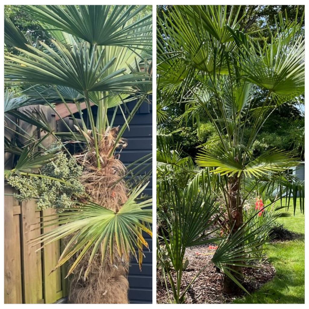 Palm zaden Trachycarpus Wagnerianus x Trachycarpus Nova, Ophalen, Gehele jaar, Volle zon