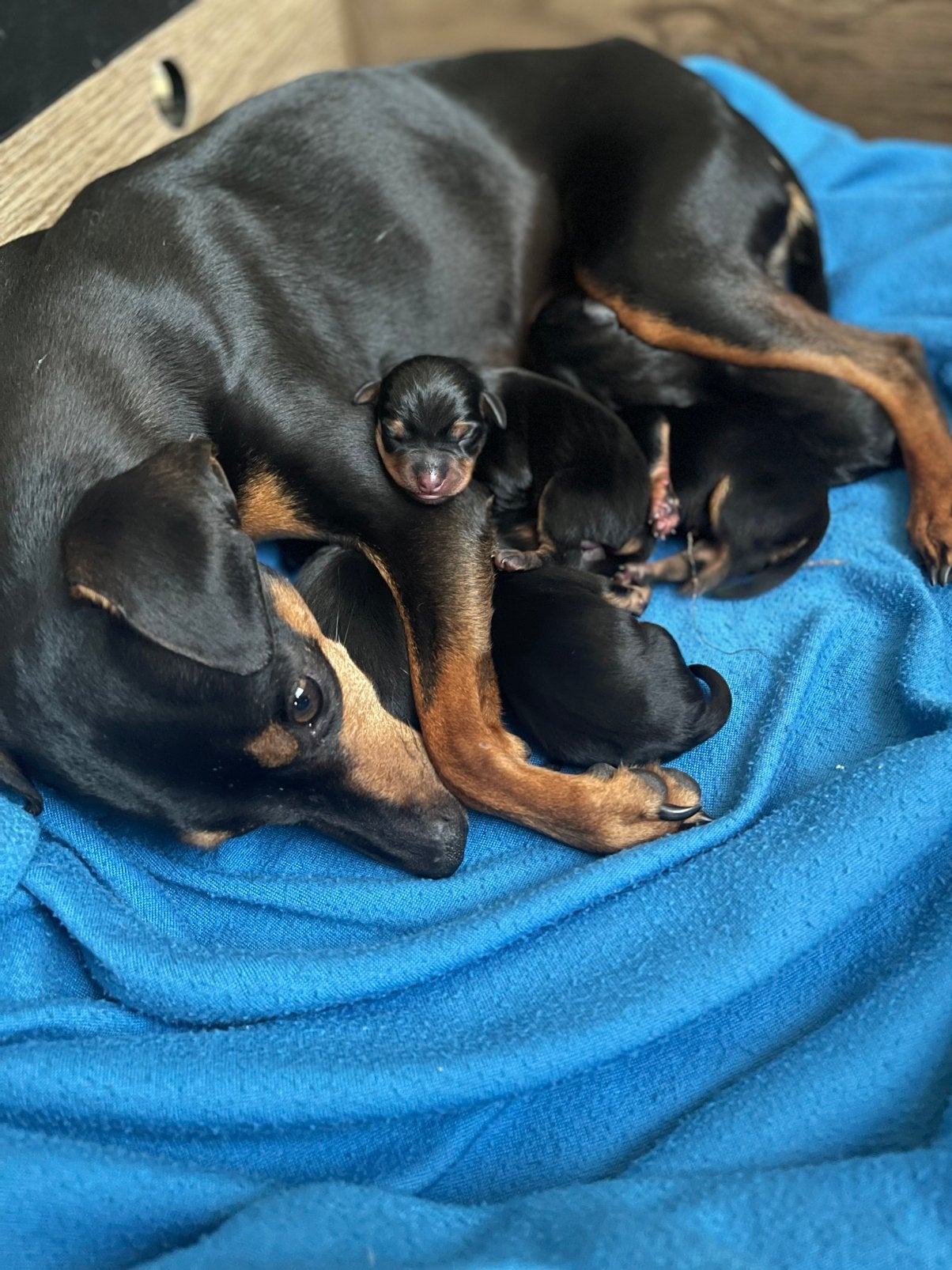 Dwerg pinscher pups black and tan, Dieren en Toebehoren, Parvo, 8 tot 15 weken, Meerdere, Meerdere dieren