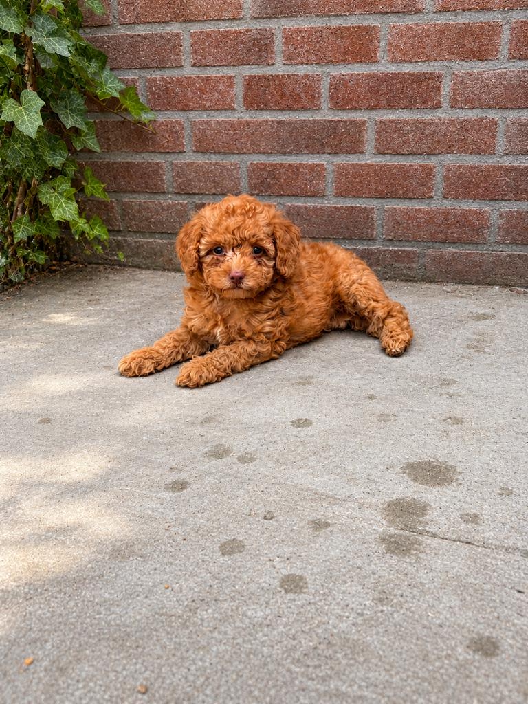 Maltipoo hele mooie apparte kleuren kleine pups, Poedel, Parvo, 8 tot 15 weken, Meerdere
