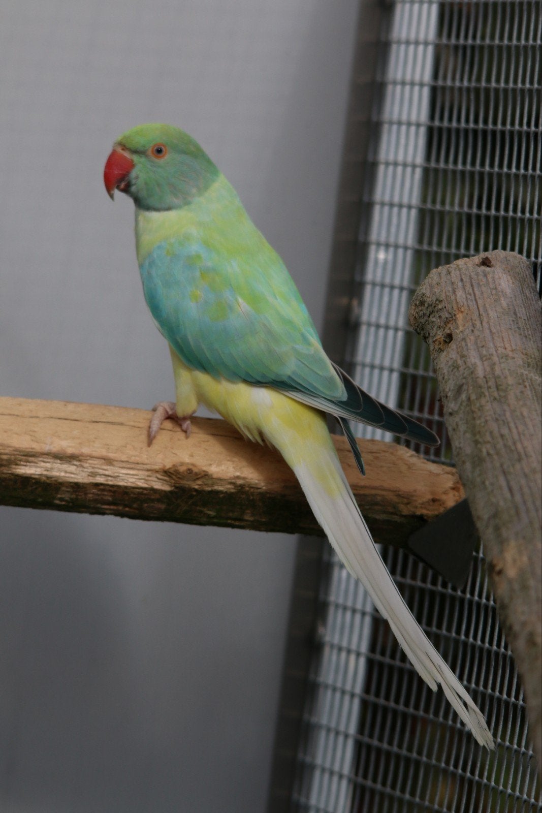 Halsbandparkiet
Opaline Bleekstaart Turquoise pop 2026, Dieren en Toebehoren, Vrouwelijk, Parkiet, Geringd