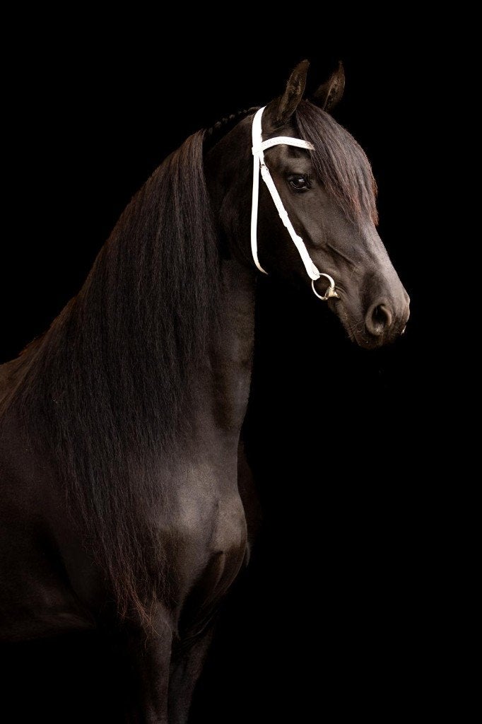 Drachtige 1e premie Friese stermerrie! (Fries), Dieren en Toebehoren, Paarden, Merrie, 7 tot 10 jaar