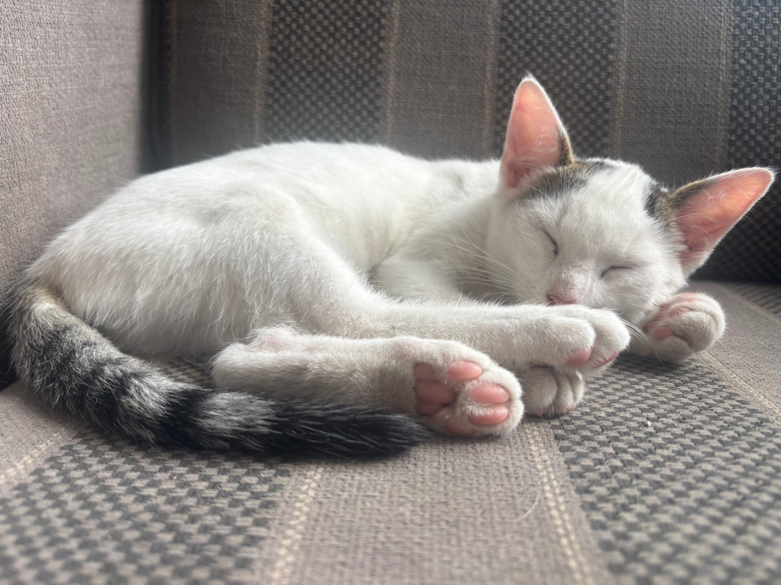 Super lieve kittens en mogen gelijk mee!, Meerdere dieren, Kortharig, 0 tot 2 jaar