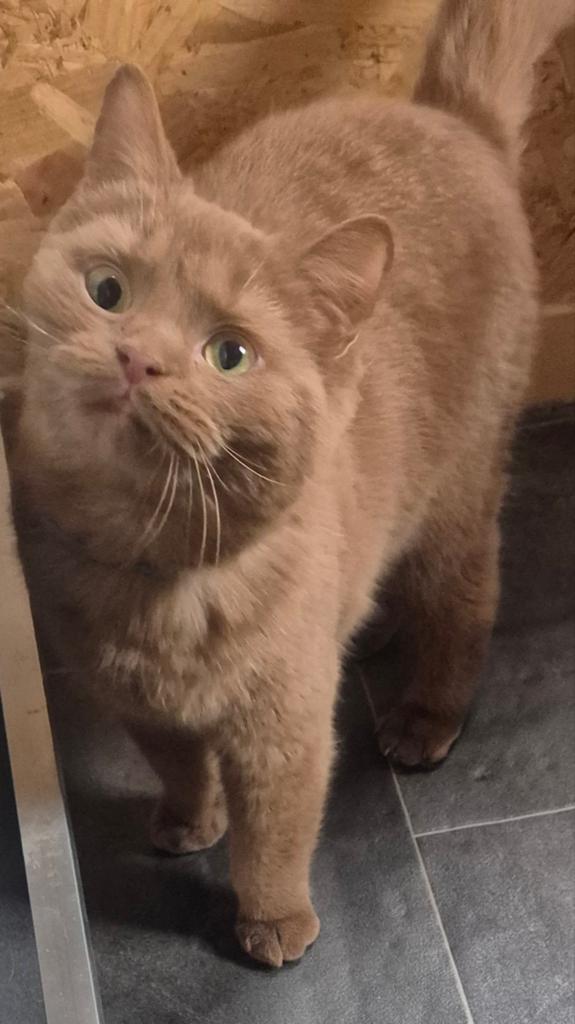 Prachtige en zeer lieve 1 jarige cinamon poes te koop, Poes, Met stamboom, 0 tot 2 jaar