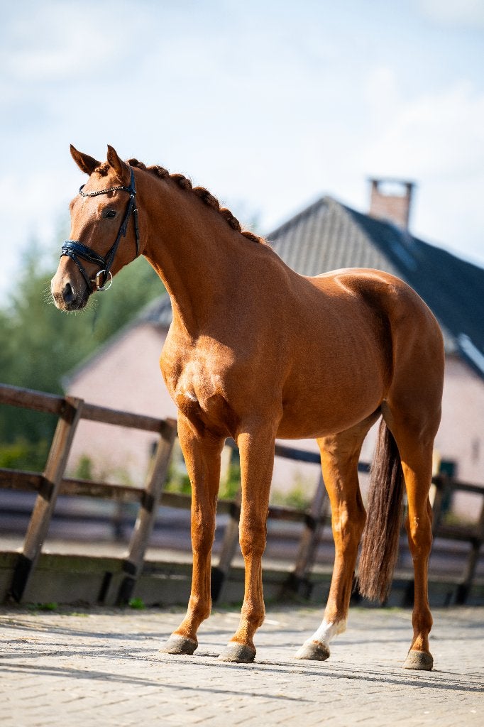 Talentvolle 3 jarige ruin, Dieren en Toebehoren, Met stamboom, Ruin, Dressuurpaard, 3 tot 6 jaar