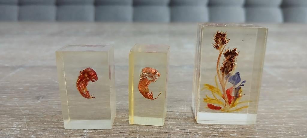 Ratten rat embrio taxidermie en bloemen in resin epoxie, Ophalen of Verzenden, Nieuw, Reptiel of Amfibie, Overige typen