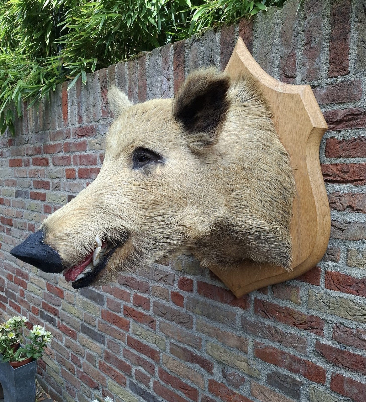 opgezette kop zwijn taxidermy schedel gewei jacht hert, Verzamelen, Ophalen, Wild dier, Gewei of Kop