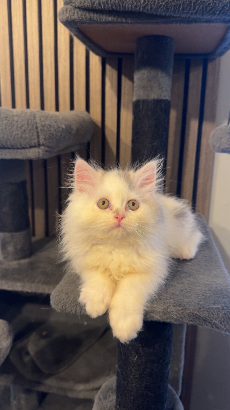 Kruising Kittens, Meerdere dieren, Ontwormd