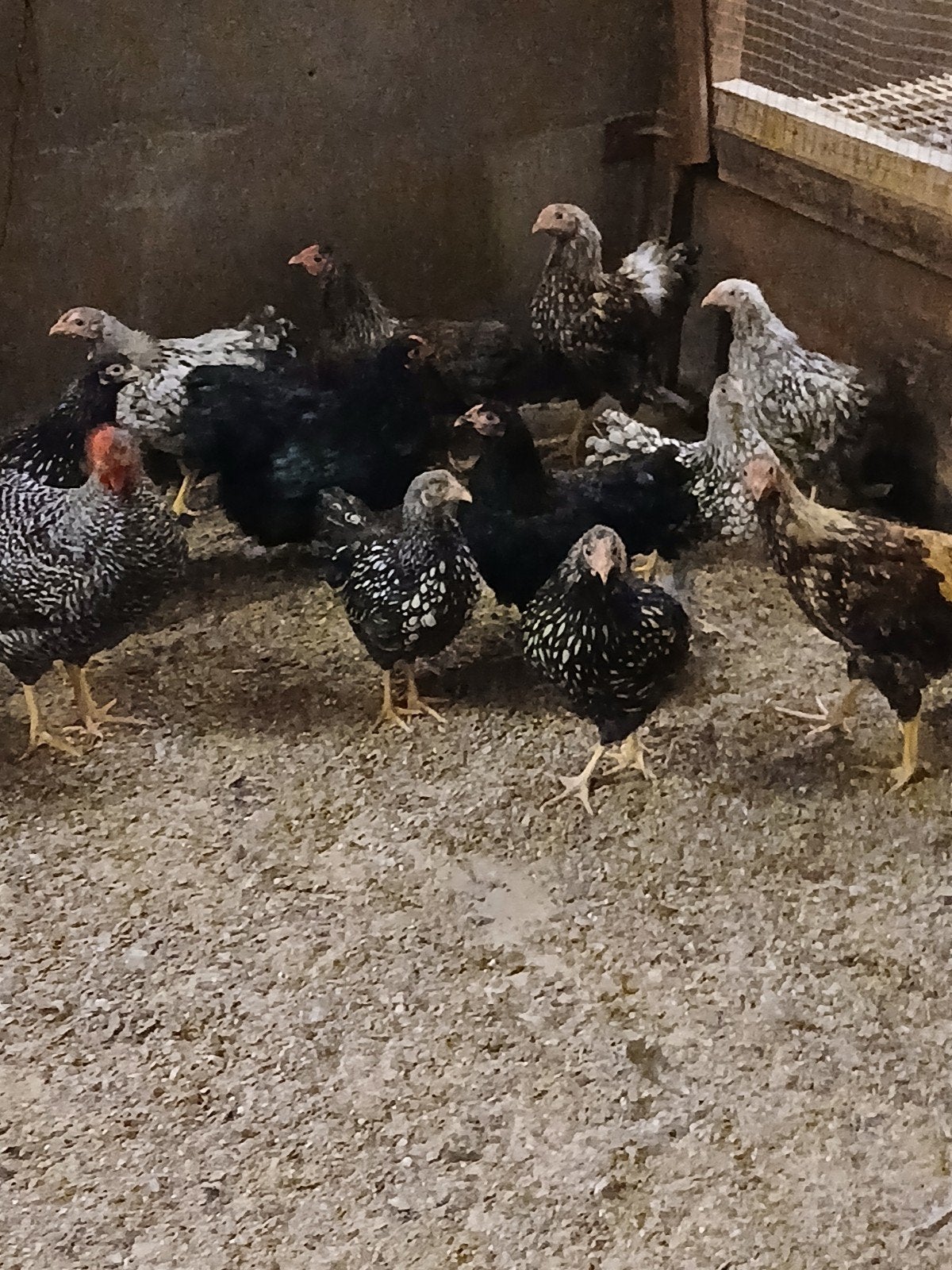 Diverse kleuren Wyandotte kriel hennen, Dieren en Toebehoren, Vrouwelijk, Kip