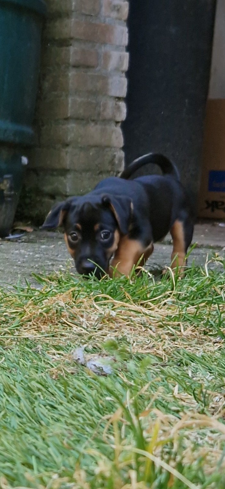 JackRussel Pups 2 Black&tan Laagbenig, Dieren en Toebehoren, Honden | Jack Russells en Terriërs, Jack Russell Terriër, 8 tot 15 weken