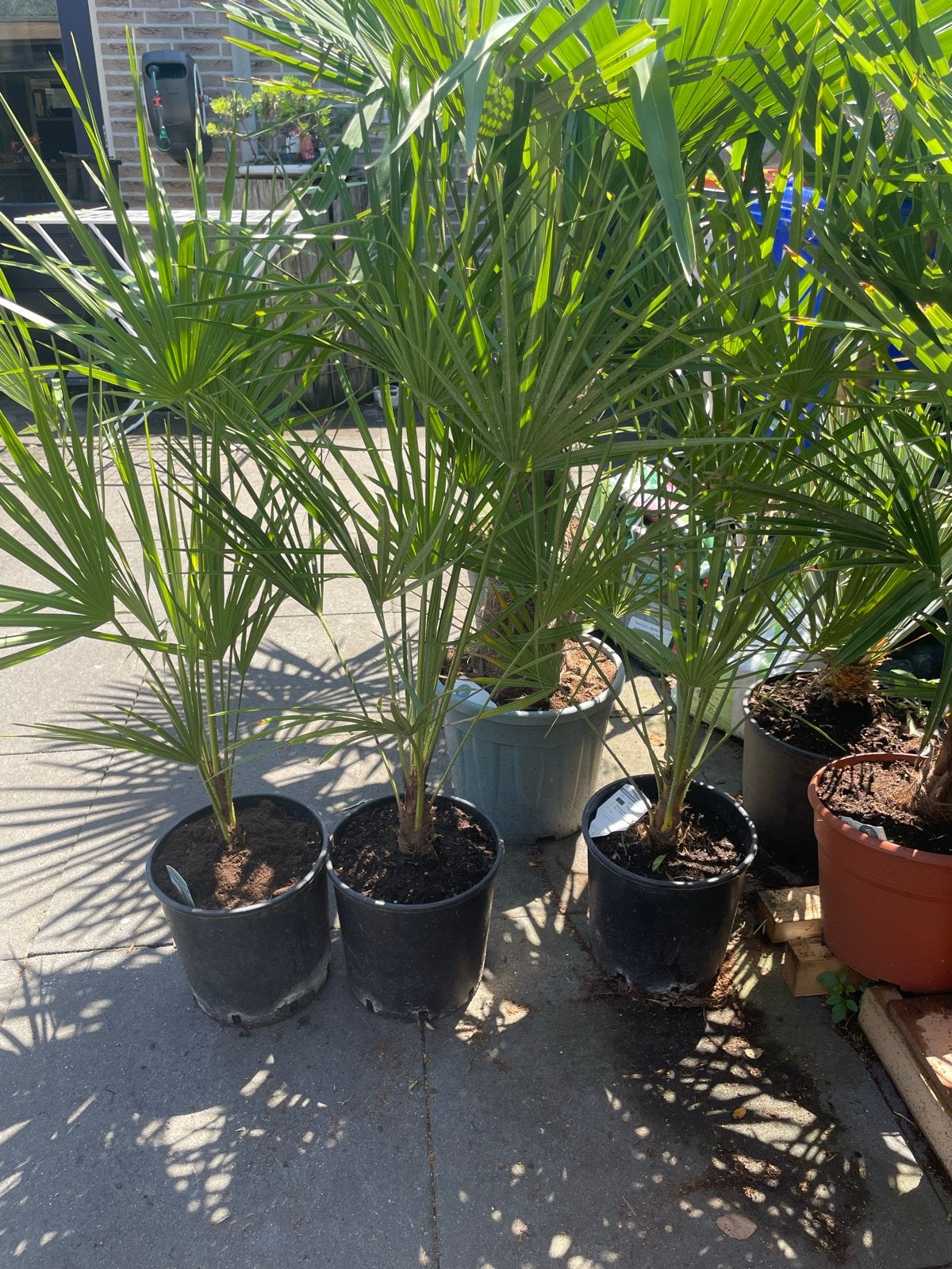 Palmbomen - €20 per stuk of 3 voor €50, Overige soorten, Volle zon, Vaste plant, Ophalen of Verzenden