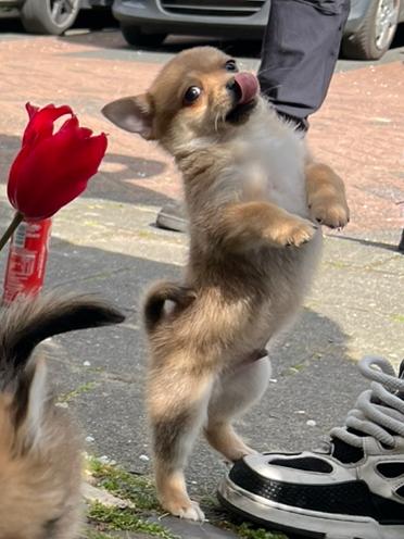 Pomchi puppy reutje 🐾💙 pup pomeriaan x chihauhau, Reu, 8 tot 15 weken, Parvo, Eén hond