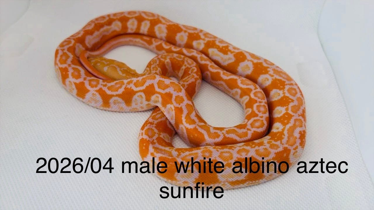 Nakweek Python Reticulatus Reticulated Python photo 3