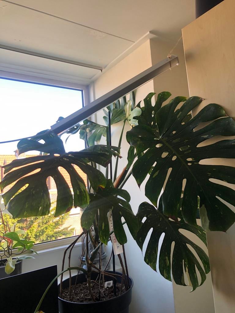 Monstera Thai Constellation 1.30-1.40 m hoog, Vaste plant, Bloeit niet, Halfschaduw, Ophalen