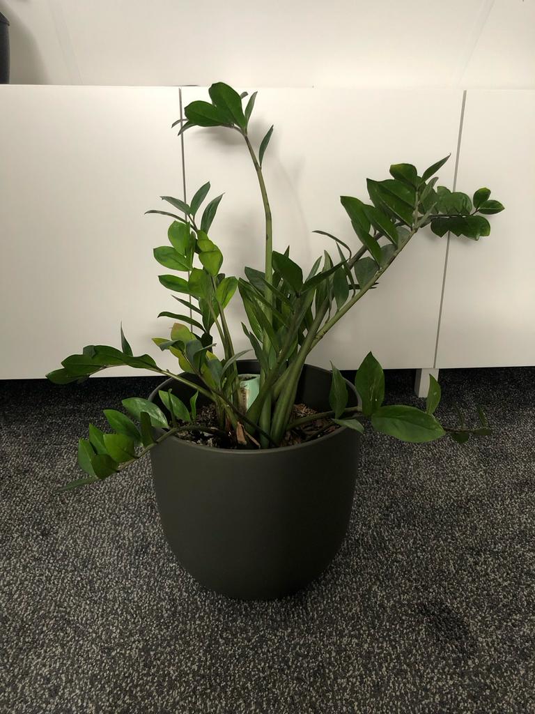 Zz plant - Sterke en onderhoudsvriendelijke kamerplant, Vaste plant, Bloeit niet, Halfschaduw, Ophalen