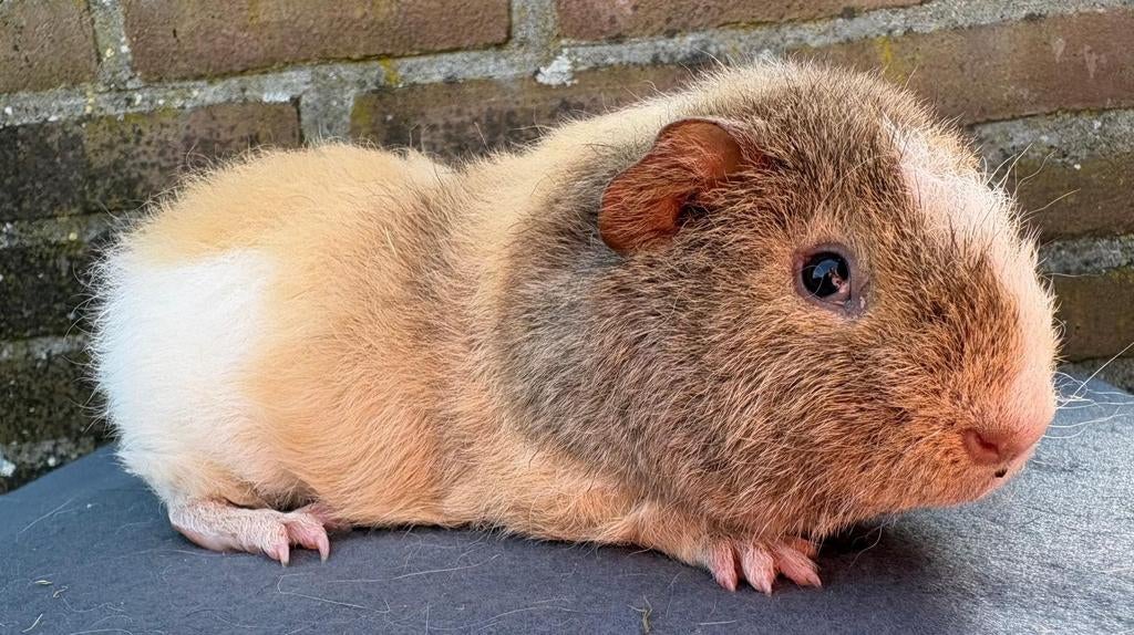 Schattig Cavia Koppel, Dieren en Toebehoren, Knaagdieren, Cavia, Januari, Meerdere dieren, Tam
