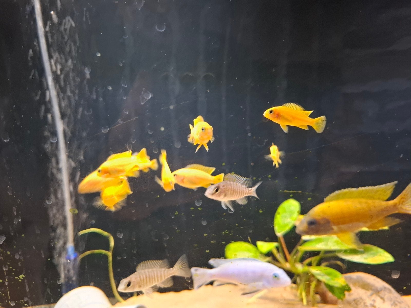 pseudotropheus sp membe deep, Dieren en Toebehoren, Vis