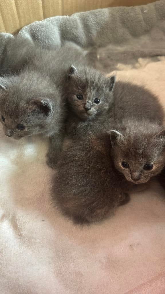 Kruising Ragdoll kittens 2 poesjes, Meerdere dieren