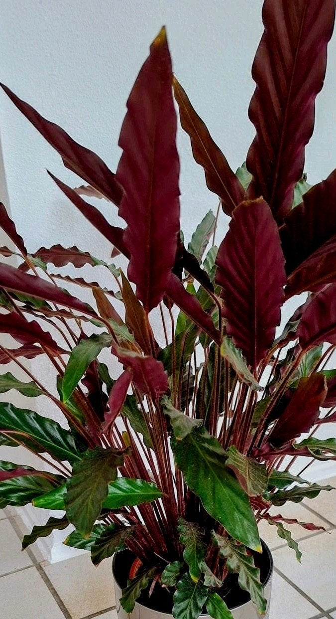 GROTE GEZONDE CALATHEA RUFIBARBA MAKKELIJKE PLANT, Huis en Inrichting, Bloeiende kamerplant, Ophalen, Halfschaduw, Minder dan 100 cm