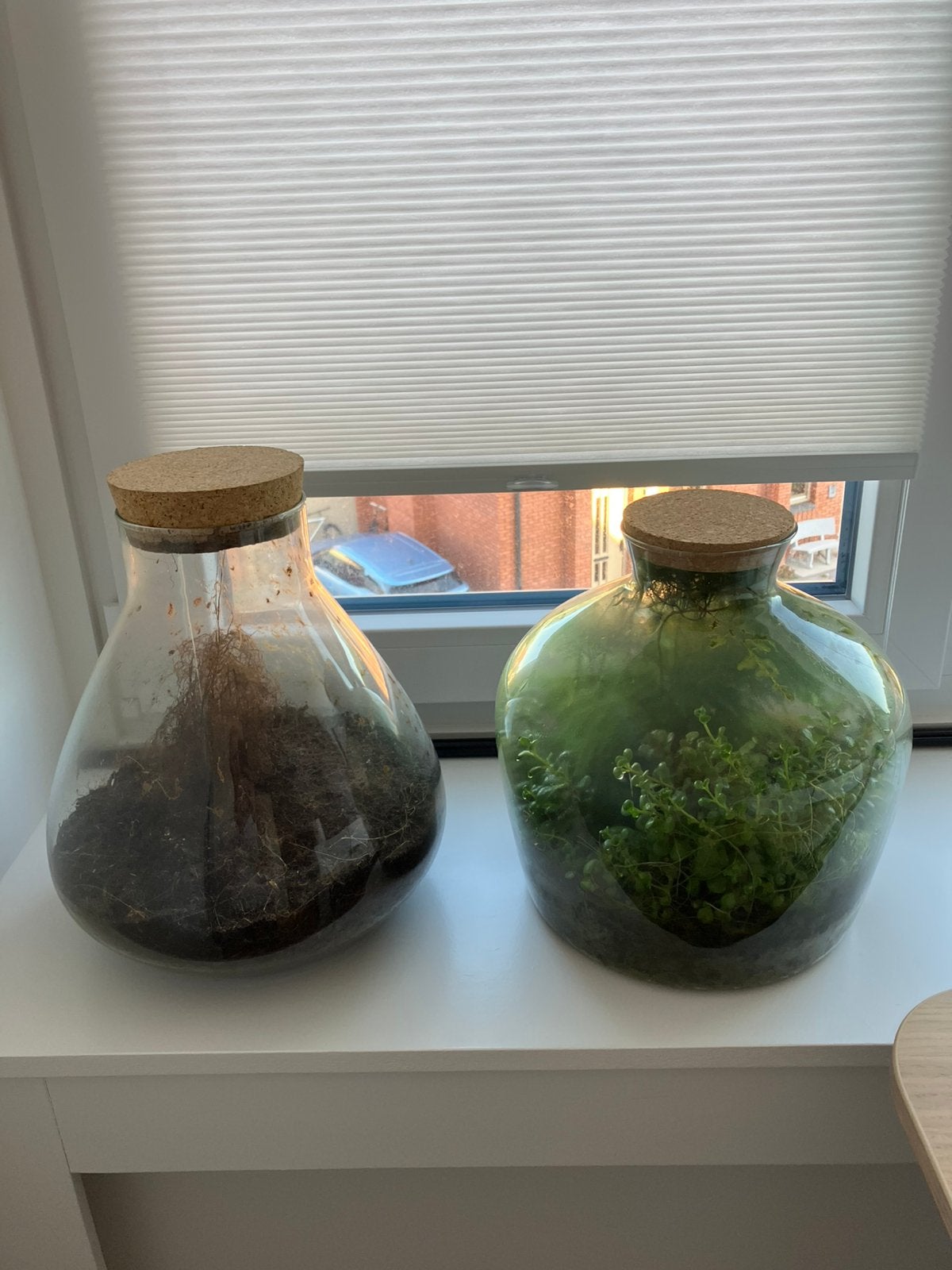 Glazen pot met deksel voor plant, Ophalen, Zo goed als nieuw, Met deksel