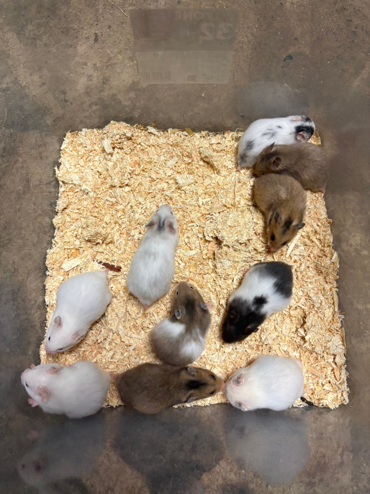 Baby goudhamsters, Dieren en Toebehoren, Augustus, Meerdere dieren, Overige typen