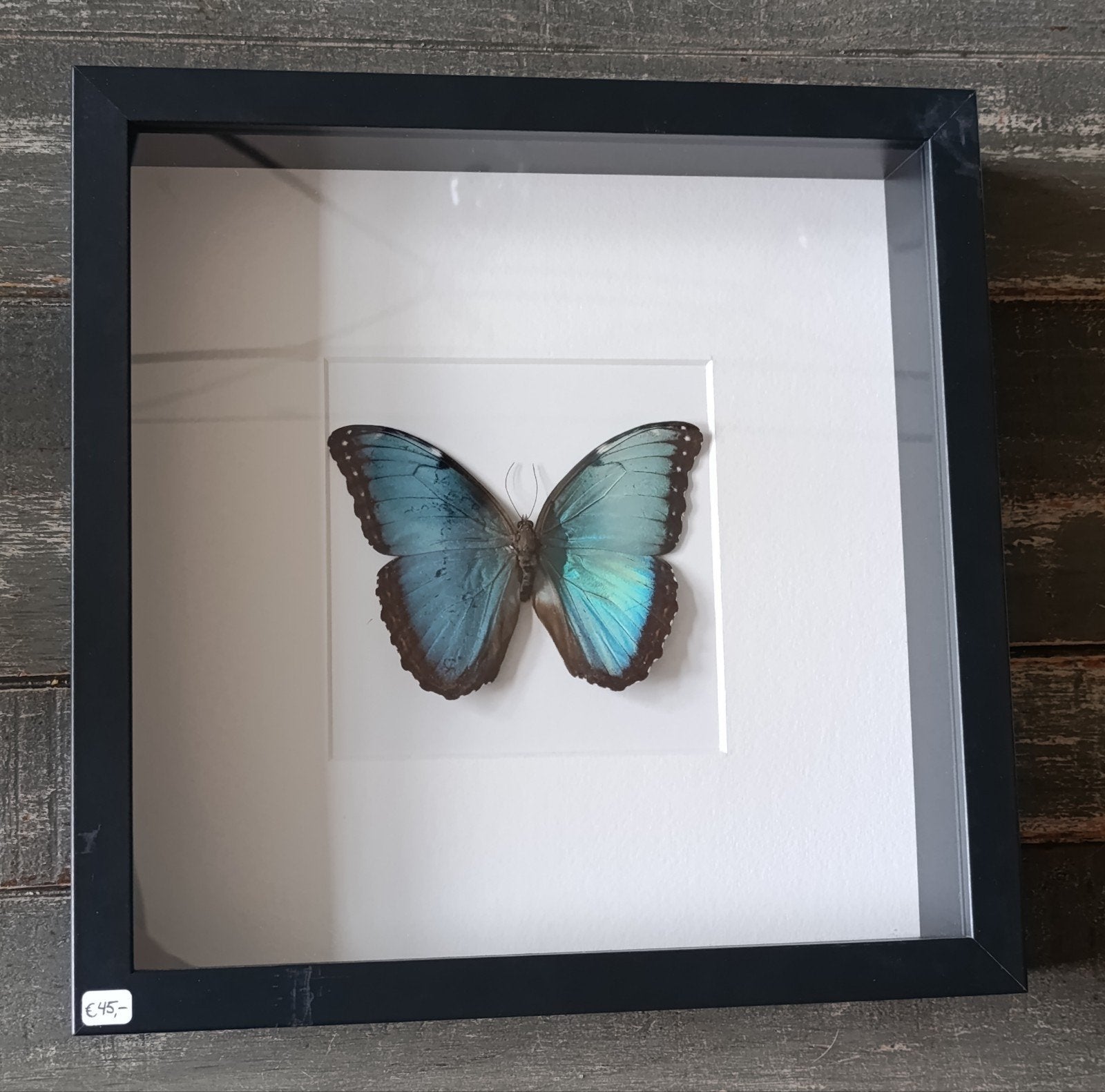 Vlinder -Morpho Peleides (man) – Zelf geprepareerd in lijst!, Ophalen, Zwart