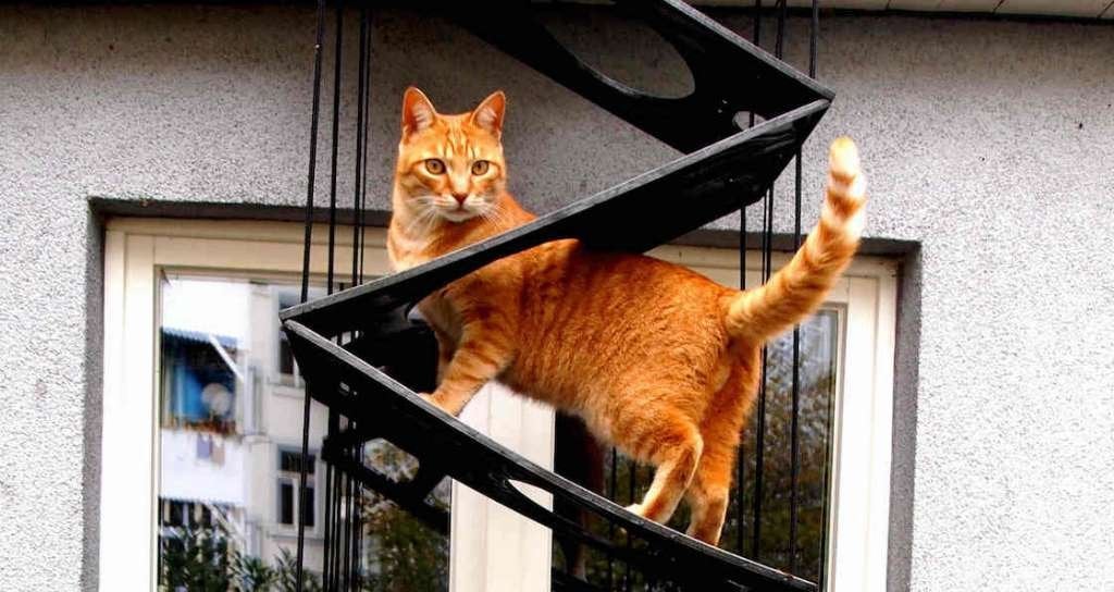kattenladder / kattentrap - vouwbaar - 3 m. hoogte max, Ophalen of Verzenden, Zo goed als nieuw