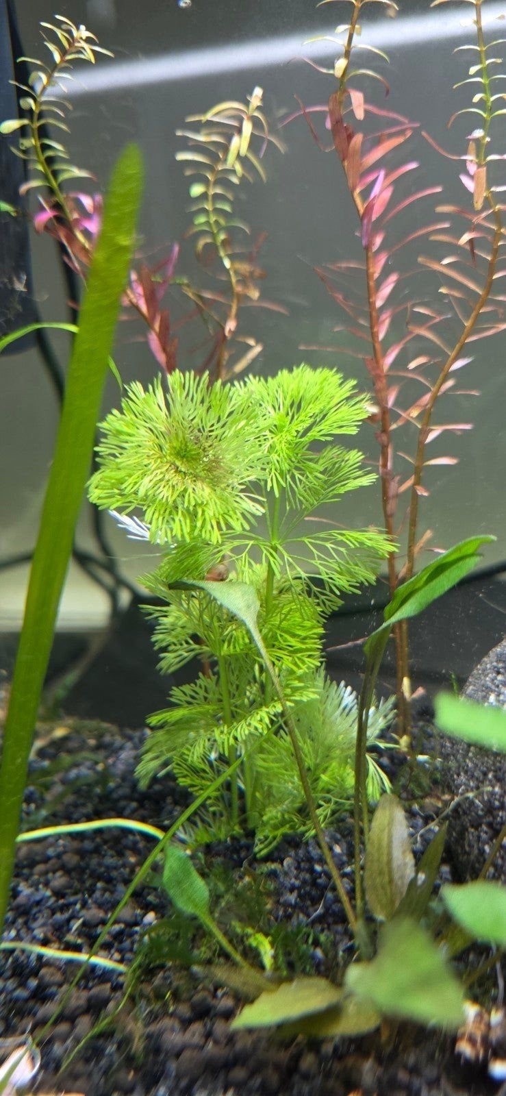 Limnophila Stekken Aquarium plant, Ophalen of Verzenden