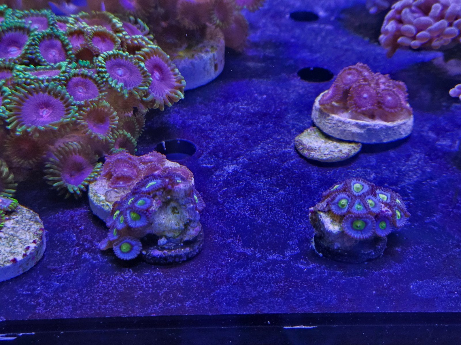 Zoanthus buttons diverse soortjes, Overige typen, Zoutwatervis
