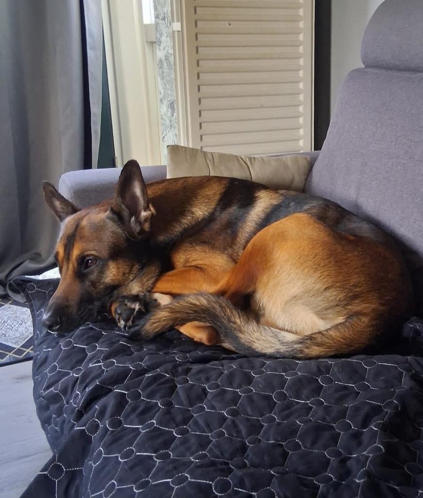 Mechelse herder balder, Dieren en Toebehoren, Honden | Herdershonden en Veedrijvers, Parvo, Reu, 1 tot 2 jaar, Eén hond