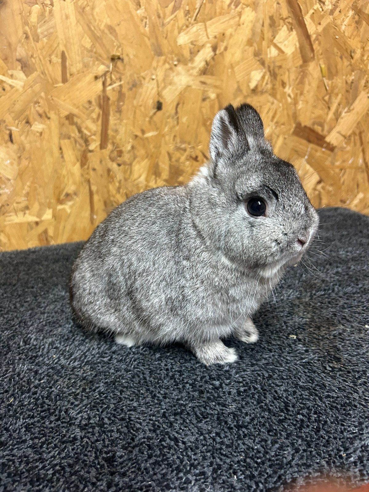 Rasechte Kleurdwerg Chinchilla (dwergkonijn), Mannelijk, Dwerg, 0 tot 2 jaar