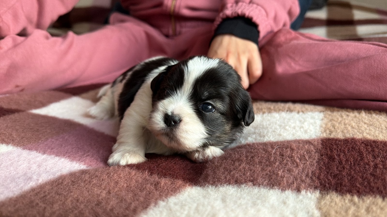 Shih-tzu puppy, Overige rassen, CDV (hondenziekte), 8 tot 15 weken, Teef