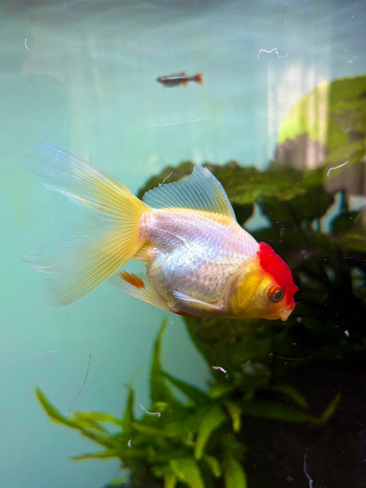 Oranda red cap, Vis