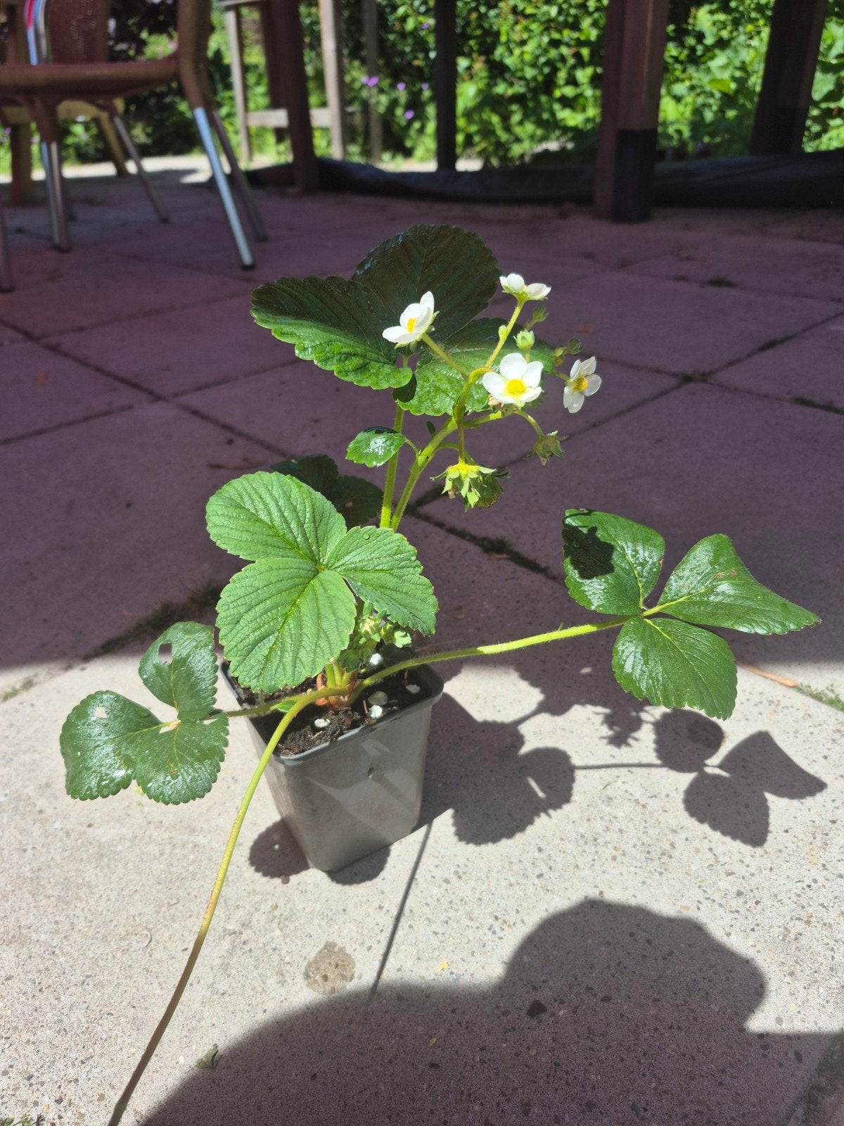 Aardbei planten, Ophalen, Minder dan 100 cm, Overige soorten, Zomer