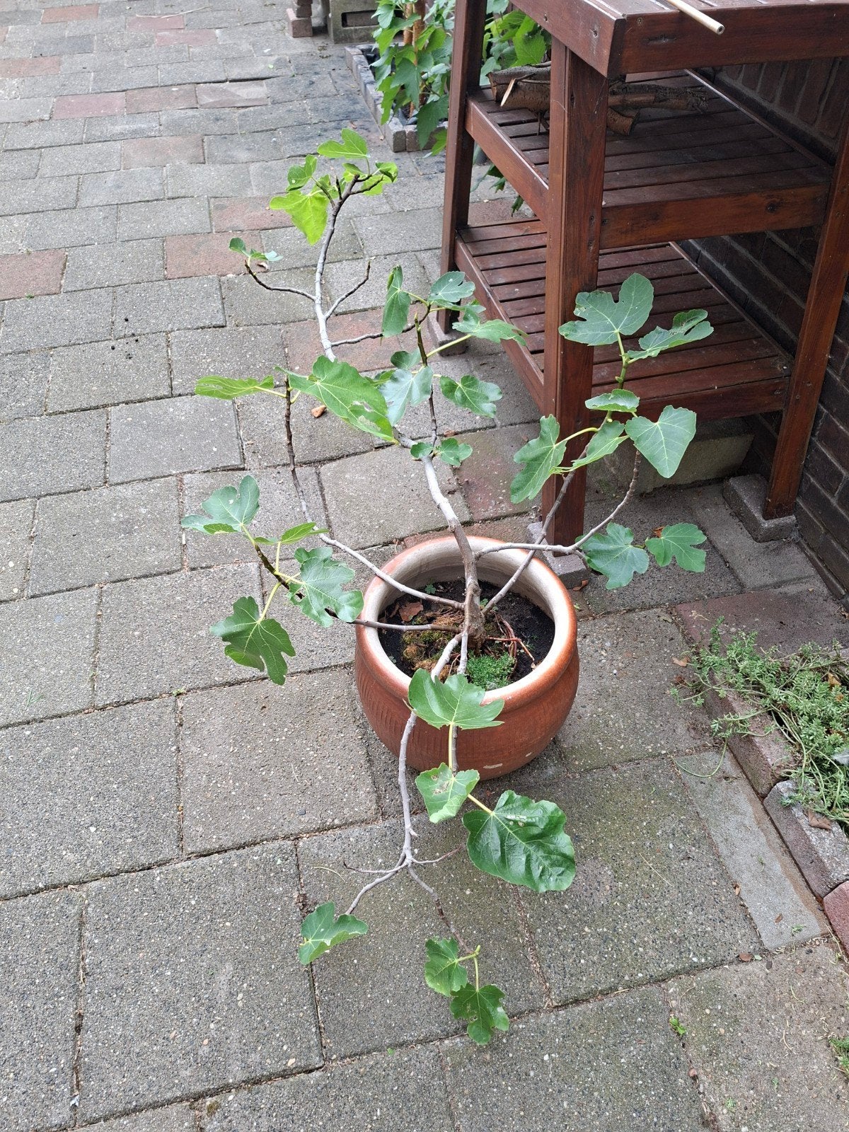 Vijgplant, Ophalen, Overige soorten, Volle zon