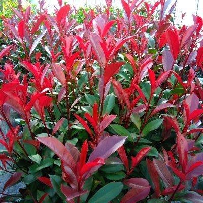 Photinia Carré Rouge glansmispel - potgekweekt, Tuin en Terras, Planten | Struiken en Hagen, Verzenden, Overige soorten, Haag