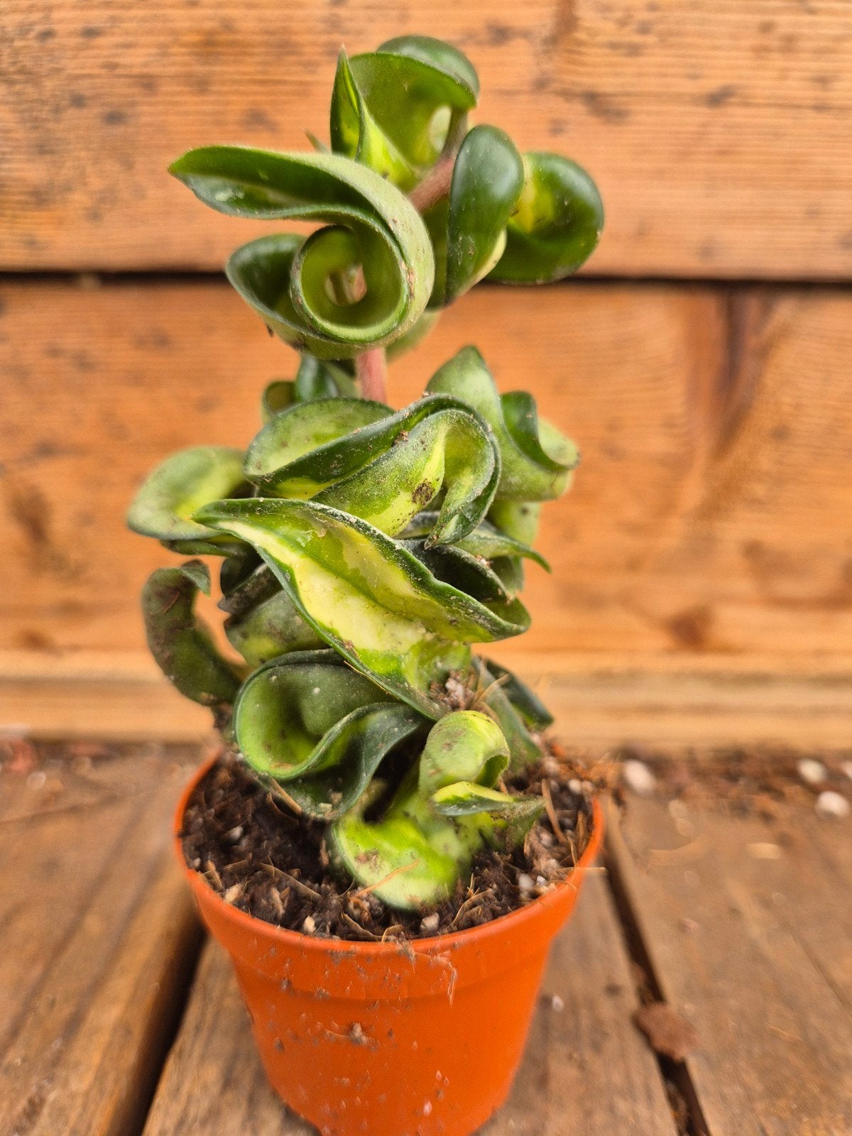 Hoya Carnosa Compacta Mauna Loa p6 (3), Huis en Inrichting, Kamerplanten, Ophalen of Verzenden, Halfschaduw, Minder dan 100 cm