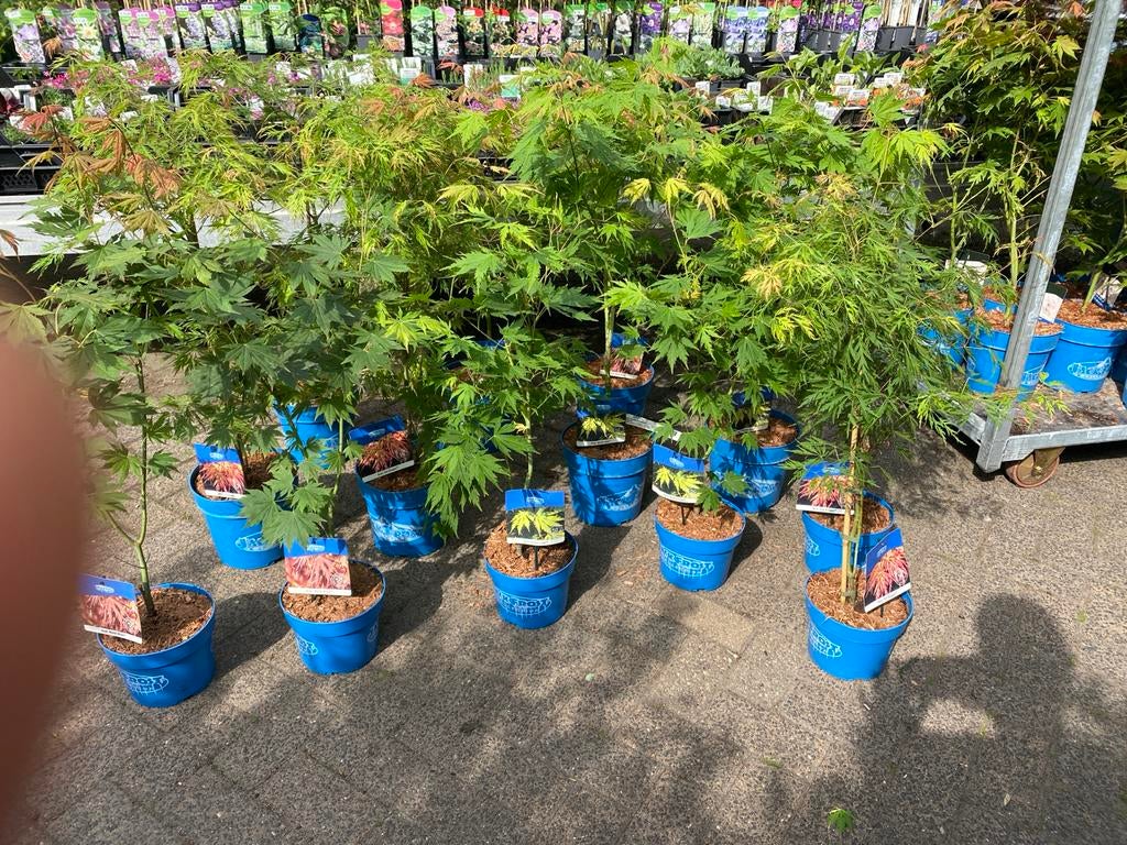 #nieuw Japanse Esdoorn jack frost - Diverse Soorten, Vaste plant, Bloeit niet, Halfschaduw, Ophalen