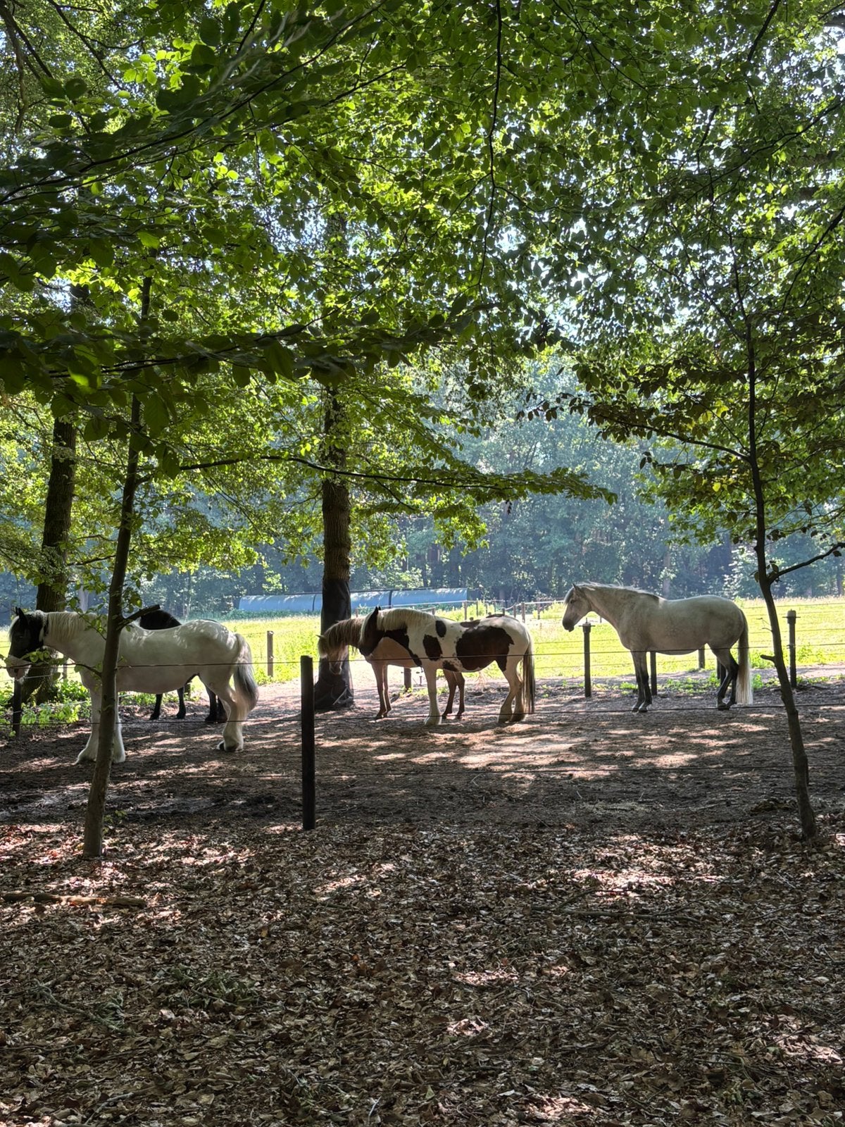 Stal de Paltzerhoeve heeft 1 plek voor een merrie in het PP, Dieren en Toebehoren, Stalling en Weidegang, 1 paard of pony